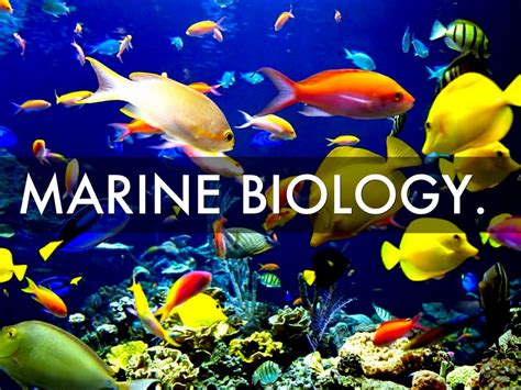 How To Become A Marine Biologist Environmentalscienceorg