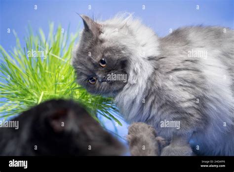 Funny Grey Cat Looking Angry At Another Cat Stock Photo Alamy