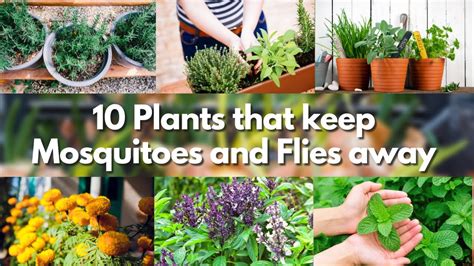 10 Plants That Keep Mosquitoes And Flies Away 🍃🦟 Mosquito Repellent