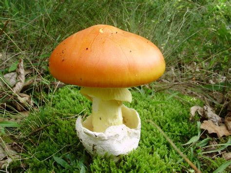 Amanita Caesarea All About The Edible Caesars Mushroom