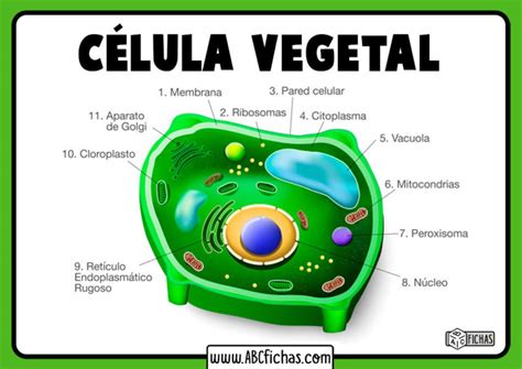 Partes Celula Vegetal Abc Fichas