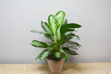 The Ftd Chinese Evergreen In San Antonio Tx The Last Straw Florist