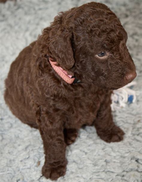 Pure breed labrador puppies looking for new fun loving homes. Curly Coated Retriever - Dog Breed Information and Images ...