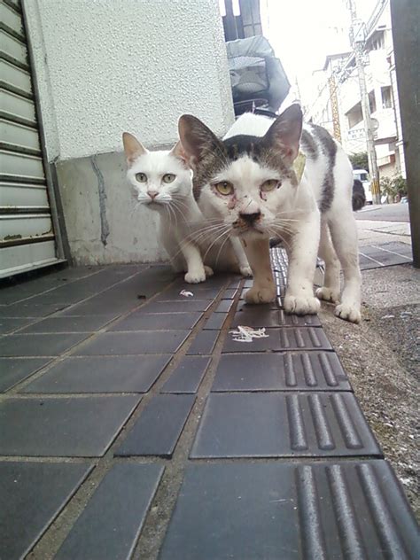 Stray Cat Photo Collection Streets Of Beppu Stray Cats