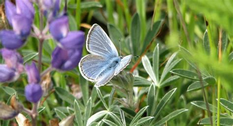 Mission Blue Butterfly Identification Facts And Pictures