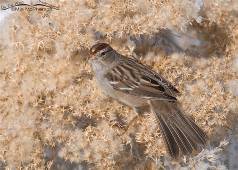 Juvenile White Crowned Sparrow Foraging On Rabbitbrush On The Wing