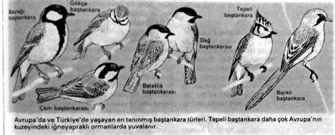 Baştankara Kuşu Ansiklopedik Bilgi Hakkında Bilgi