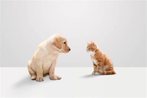 Kittens Vs Puppies 10 Reasons Puppies Are Better