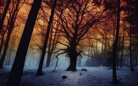 Foggy Forest In The Winter Wallpaper Nature And Landscape Wallpaper