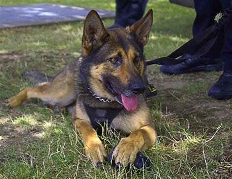 Remember, a good breeder will have a waiting list for their. 450 Tough Police Dog Names for Your K9 Puppy in 2020 | Dog ...