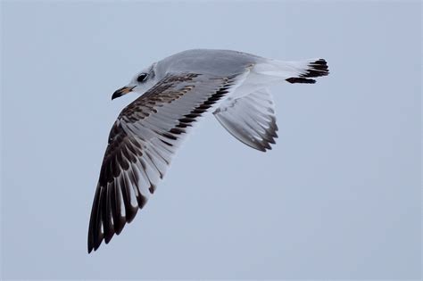 Mediterranean Gull Larus Melanocephalus Birds In Flight Id Guide