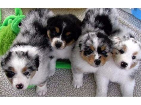 The australian shepherd, or the aussie, is known by many as the cowboy's herding dog of choice but is also since australian shepherds are an active breed, they may benefit from a sport dog food to maintain their explore our dog food. Australian Shepherd puppies for sale - Animals - Hewitt ...
