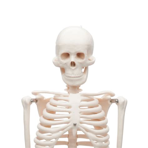 Value Mini Human Skeleton Model