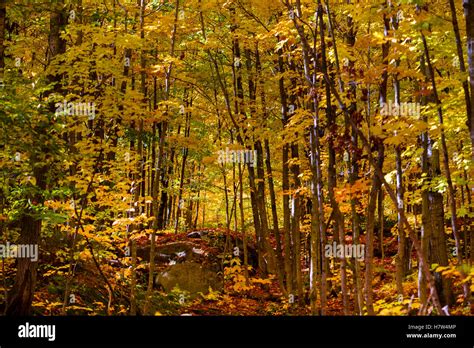 Fall Foliage Trees And Sky In Natural Light Stock Photo Alamy