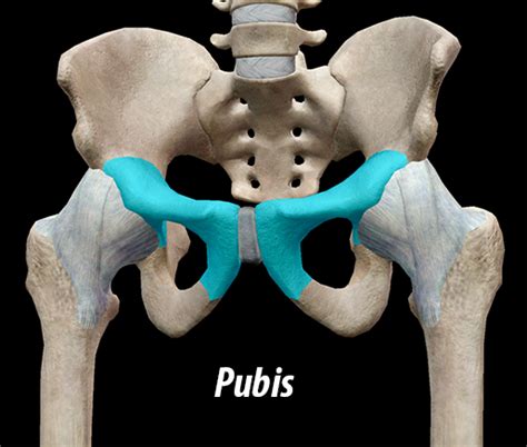 Skeletal System Pelvic Girdle