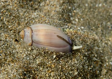 Marine Invertebrates Notes From A California Naturalist