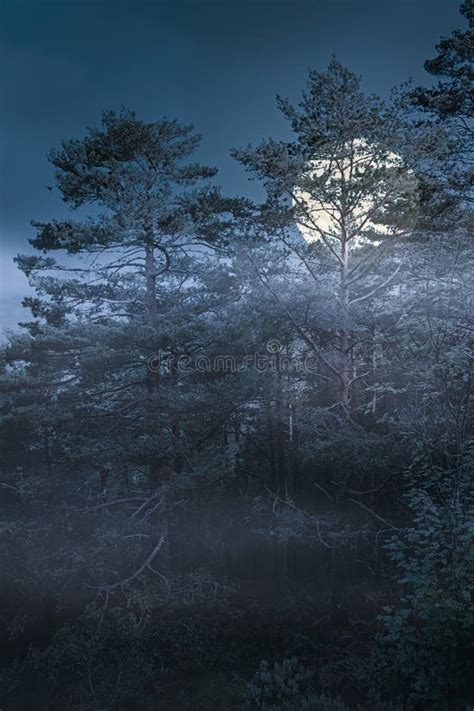 Rising Full Moon Over A Forest Stock Photo Image Of Black Dawn