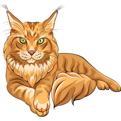 Premium Vector Color Sketch Fluffy Maine Coon Cat