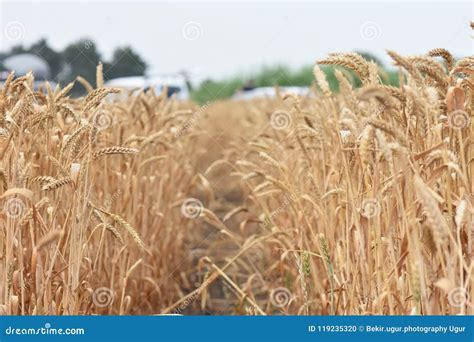 Golden Cereal Field With Ears Of Wheat Agriculture Farm And Farming Concept Stock Photo