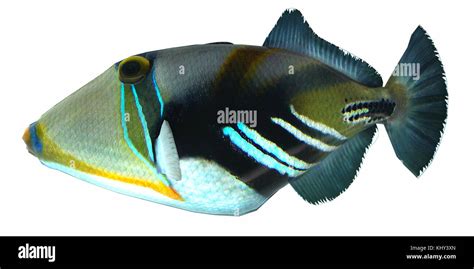 Humu Picasso Triggerfish The Humu Picasso Fish Is A Saltwater Species