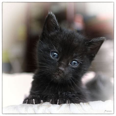 Black Kitten 4 Weeks Old Ida Flickr