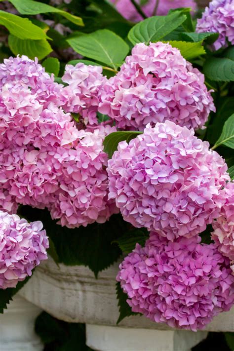 Spring Hydrangea Care How To Get Hydrangeas To Bloom Better