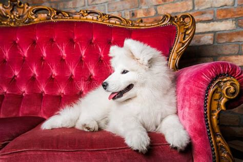 Samoyed Dog Puppy On The Red Luxury Couch Stock Image Image Of Look
