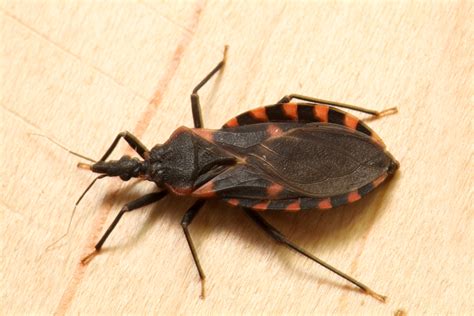 Kissing Bug Identification Requires Closer Look Insects