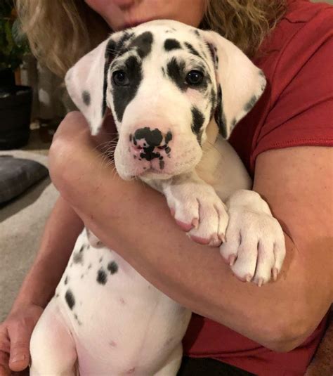 See more ideas about great dane, puppies, dane puppies. PUPPIES FOR SALE - Purebred Great Dane puppies for sale | Great Dane puppies for sale near me ...
