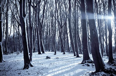 Free Stock Photo Of Cold Forest Nature
