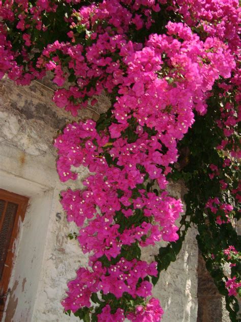 Buganvillas In Chios Island Greece Greek Flowers Cozy Living Spaces