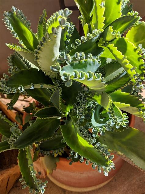Mother Of Millions Mother Of Thousands Mexican Hat Etsy Mother Of