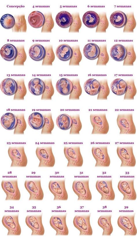 Esta Es Una Guía De Embarazo Semana A Semana Como Se Va Formando Nuestro Bebé Dentro Del