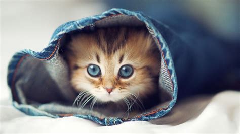 40 Cute Cat Hd Wallpapers Desktop Background Android Iphone 1080p 4k 1920x1080 2021