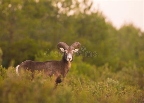 Erwachsener Mann Mouflon Stockfoto Bild Von Frei Fauna 66094012
