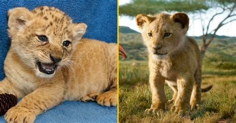Meet The Real Life Lion Cub Who Inspired Simba In Jon Favreaus ‘the