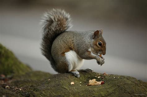 Squirrel Eating Nut Free Stock Photo Public Domain Pictures