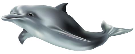 Common Bottlenose Dolphin Wholphin Tucuxi Clip Art