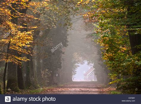 The Netherlands Diepenheim Autumn Colours Forest Road Stock Photo
