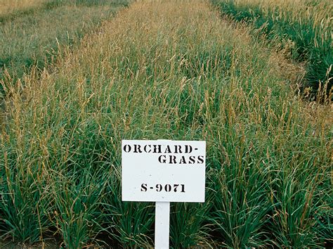 Orchardgrass Forage U Pick