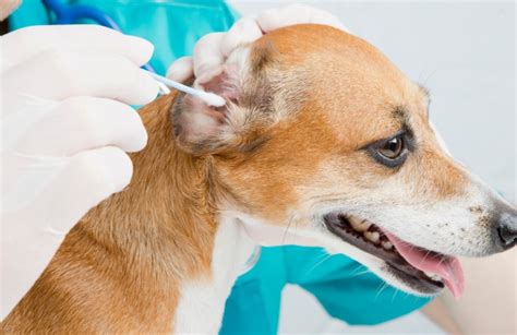 Causes And Effective Treatments For Dog Ear Infections Tunexp