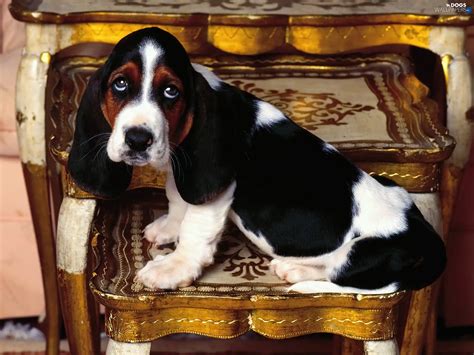 Antique Basset Hound Sad Eyes Dogs Wallpapers 1600x1200