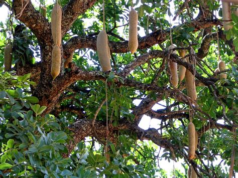 Top 10 Iconic African Trees Natural World Earth Touch News