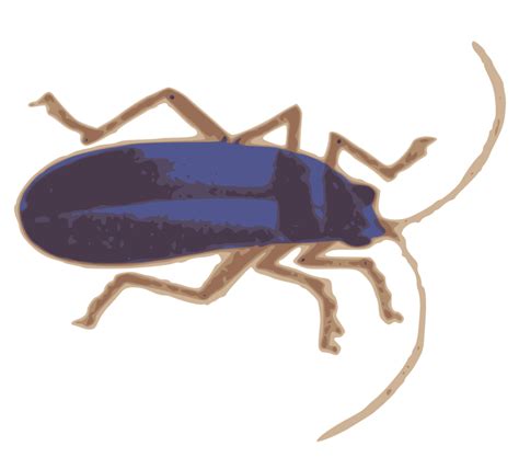 True Bug Png Image Hd Png All