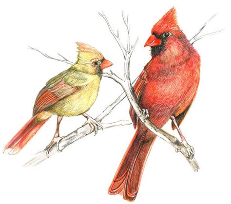 Pair Of Cardinals Original Colored Pencil Drawing Bird T Etsy
