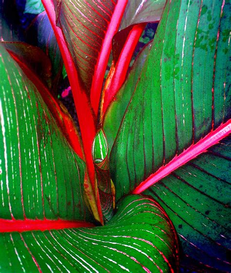 10 Spectacular Red Foliage Tropical Plants For Your Garden Dengarden