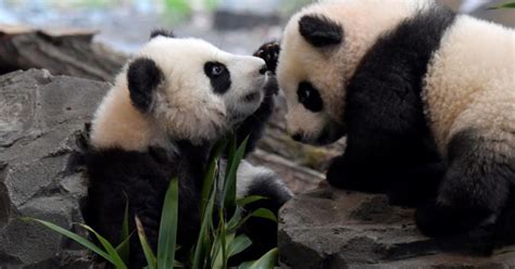 Pandas Use Lockdown Privacy To Mate After A Decade Of Trying New