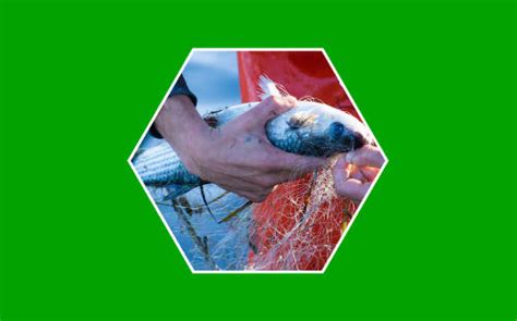 Descubre Qué Es La Pesca Sostenible Blog Energygo