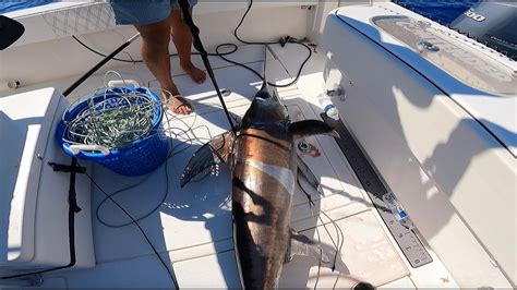 How To Catch A Massive Swordfish In Depth Catch And Clean South