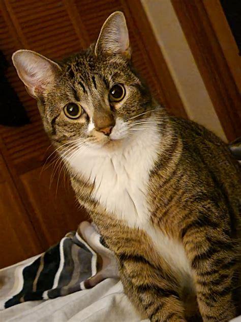 Kacie from Kerhonkson ( ️ Sponsored by Ulster Savings Bank) - Lost Pets